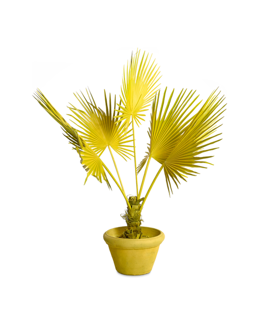Купить Искуственный цветок Fan Palm in Pot в интернет-магазине roooms.ru