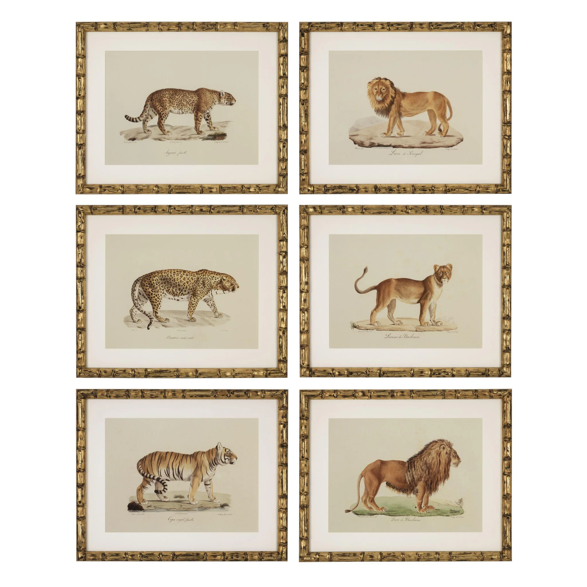 Купить Набор постеров Prints Lion, Tigre, Jaguar set of 6 в интернет-магазине roooms.ru