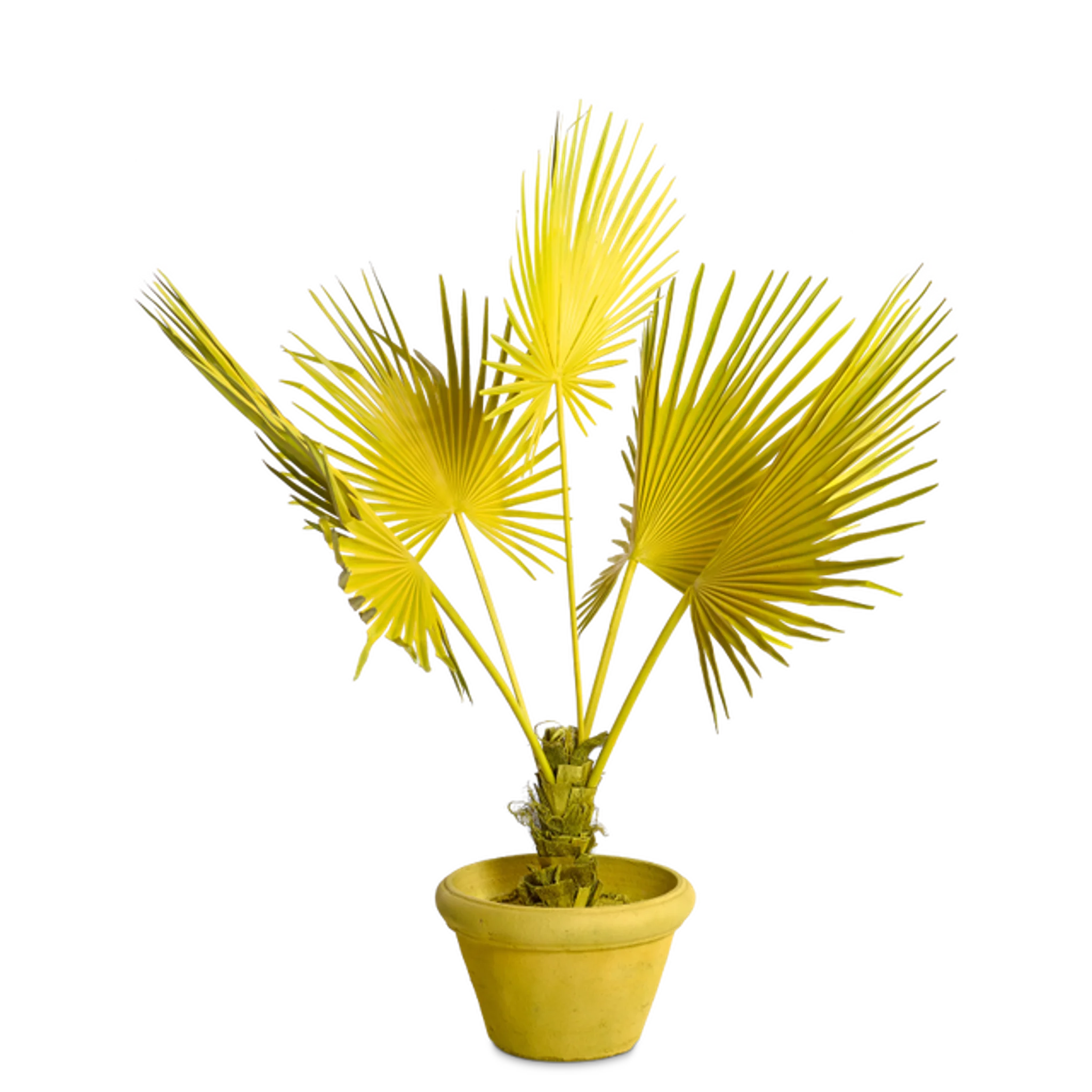 Купить Искуственный цветок Fan Palm in Pot в интернет-магазине roooms.ru